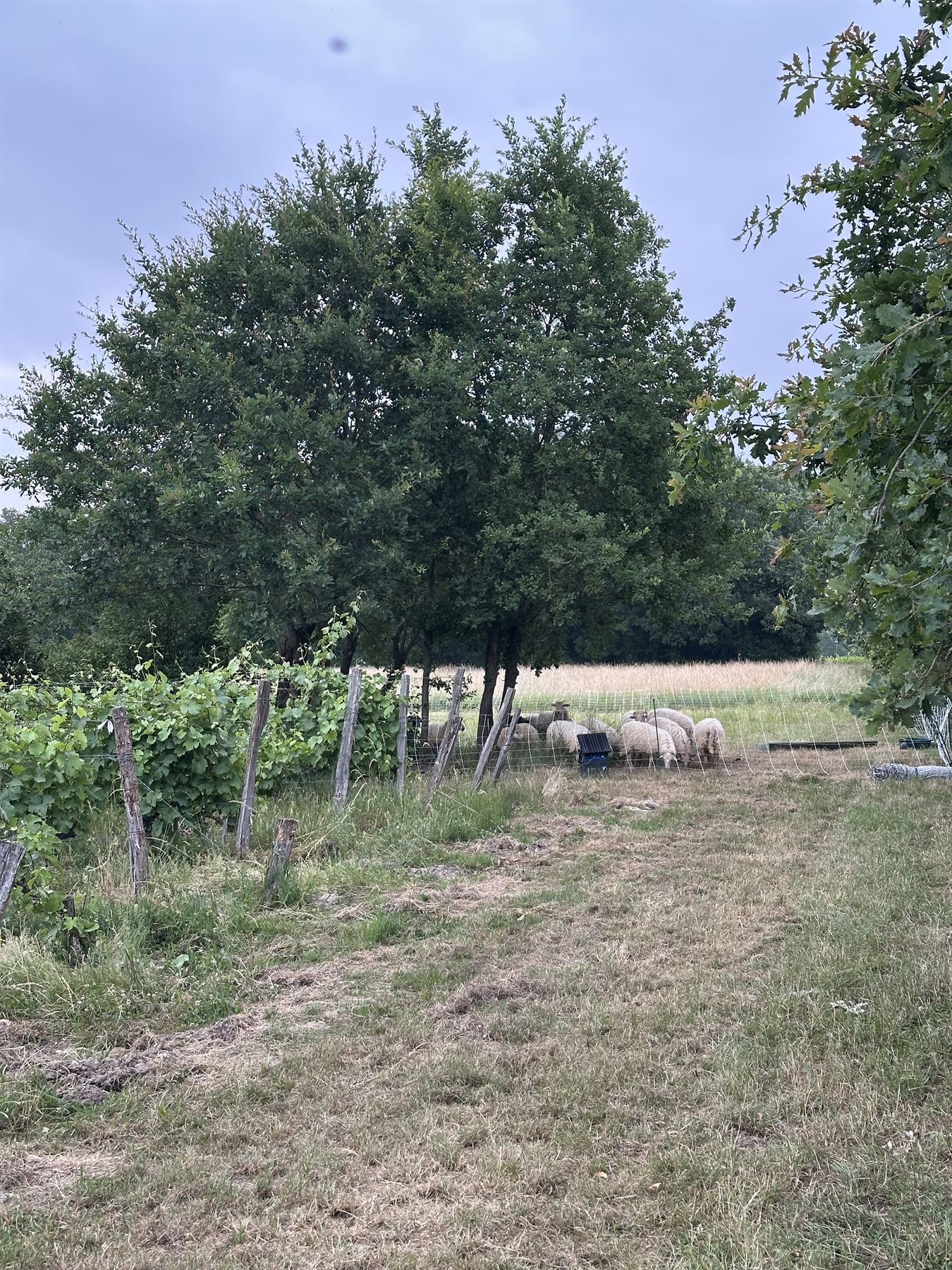 Les moutons en éco-pâturage dans les vignes