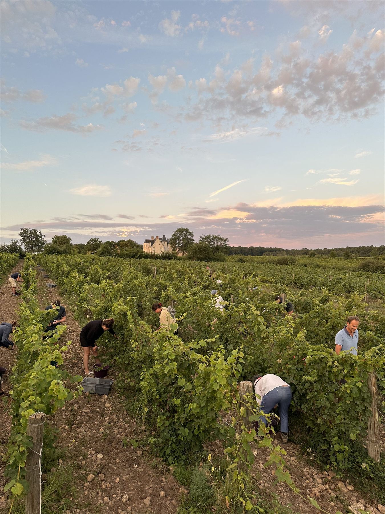 Les vendanges