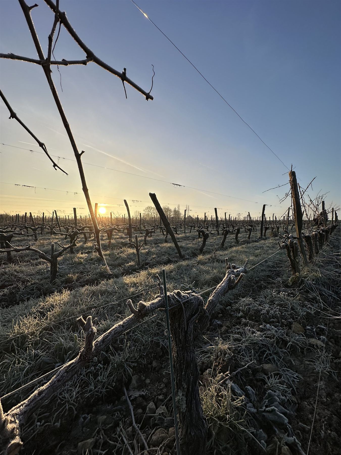 Vignes givrées au lever du soleil